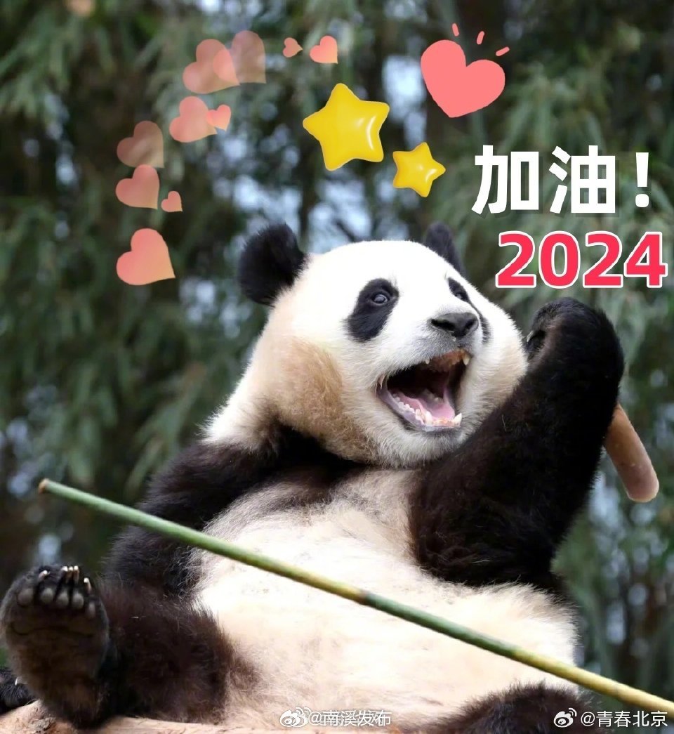 熊猫最新表情包，萌态引领潮流风尚，可爱表情大放送！